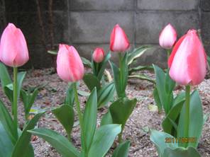 image055